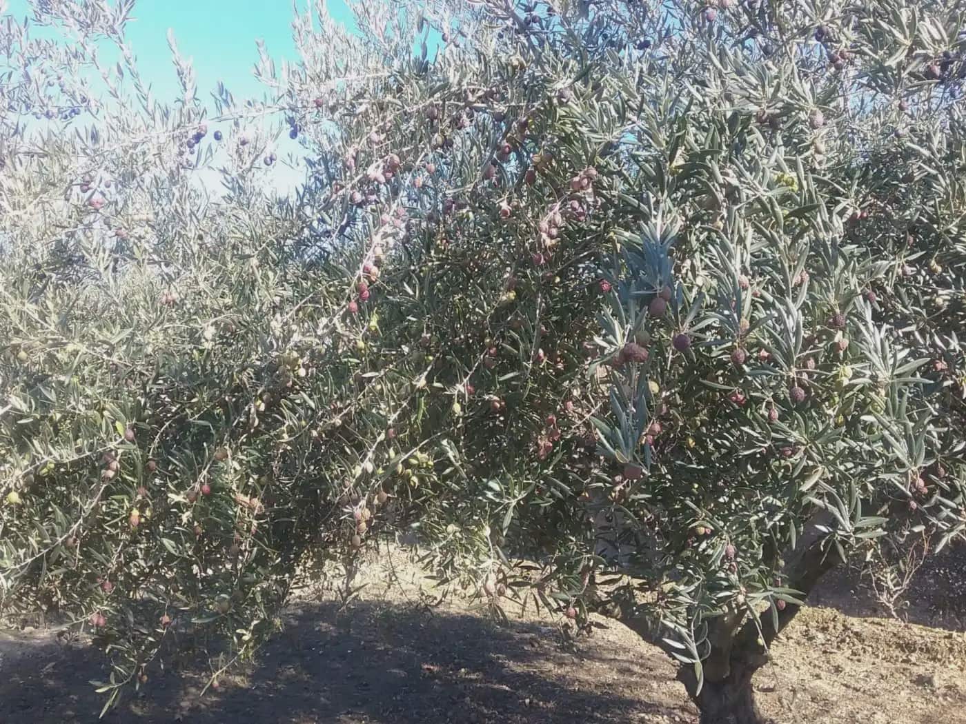 Quinta/Casa Rural para venda em La Zubia - 78 000 € (Ref: 9837187)