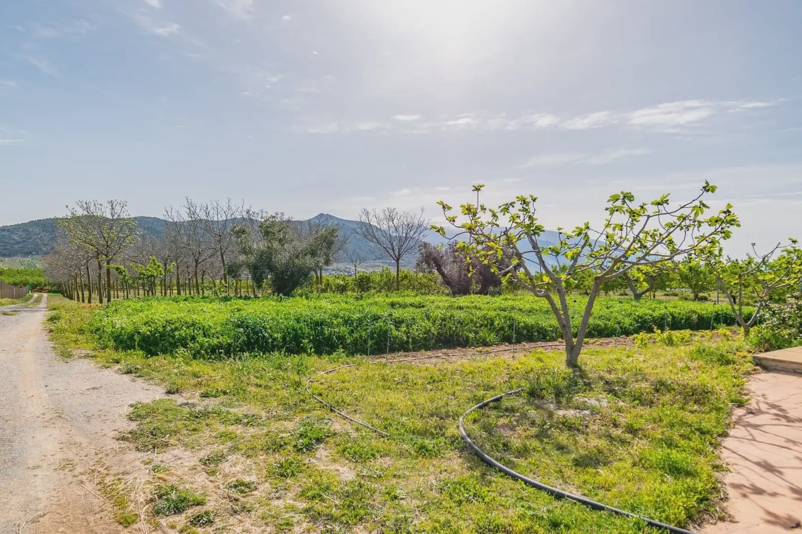 Finca/Casa Rural en Padul en venta - 330.000 € (Ref: 9837199)