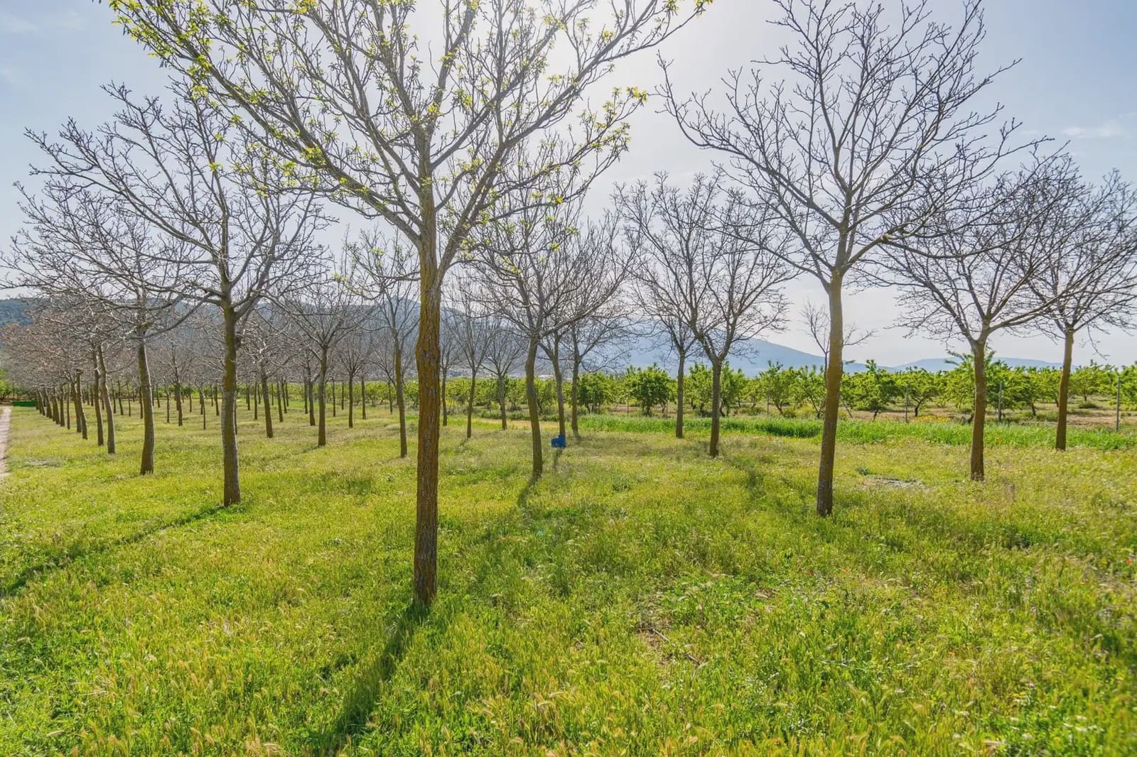 Finca/Casa Rural en Padul en venta - 330.000 € (Ref: 9837199)