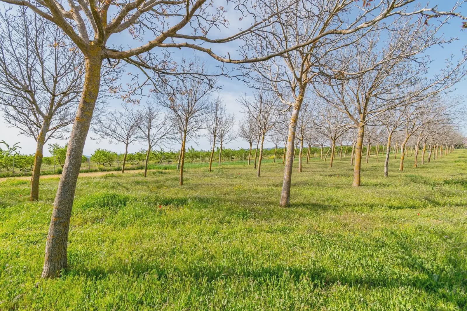 Finca/Casa Rural en Padul en venta - 330.000 € (Ref: 9837199)
