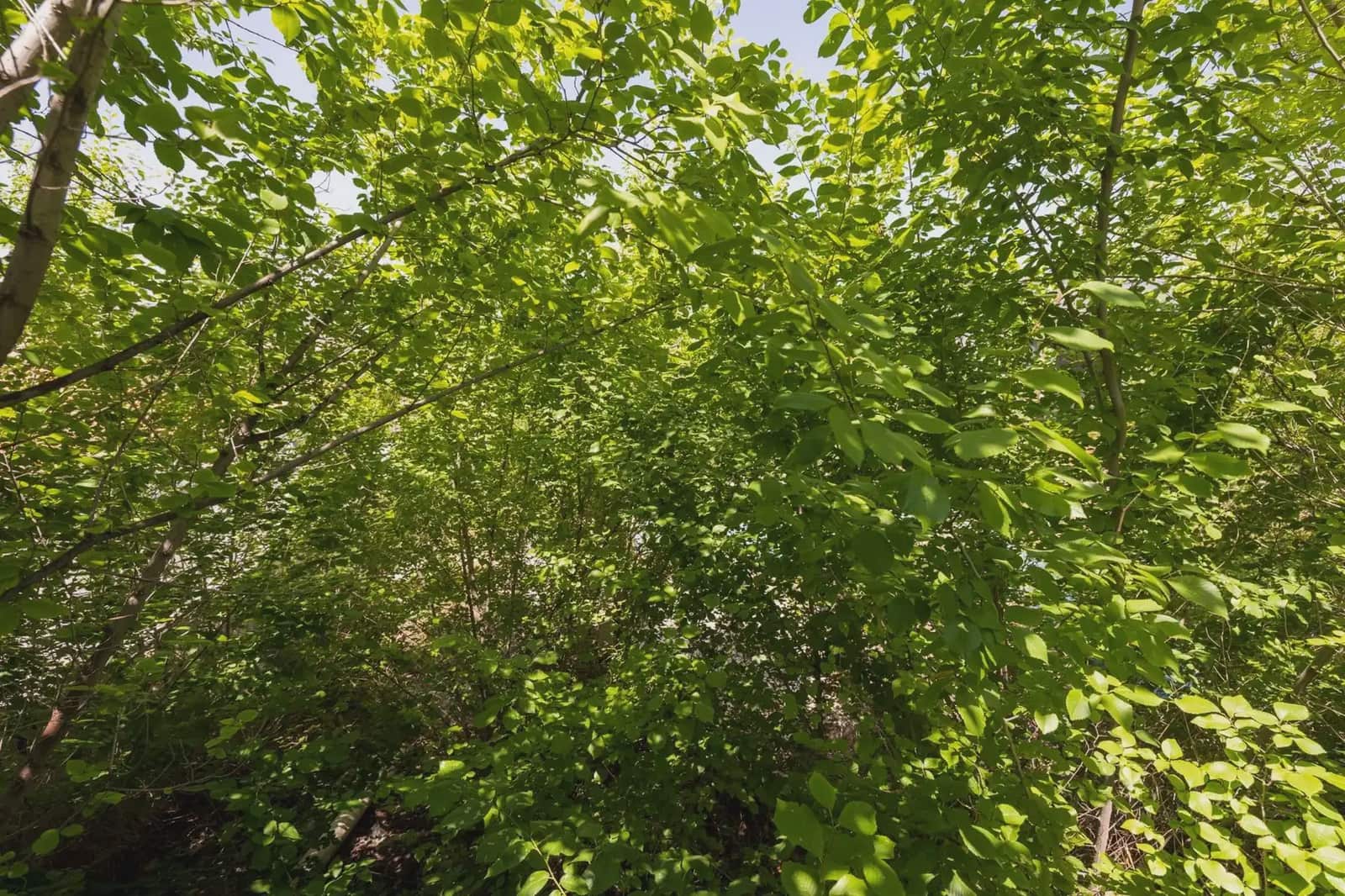 Działka budowlana na sprzedaż w Monachil - 150 000 € (Ref: 9837249)