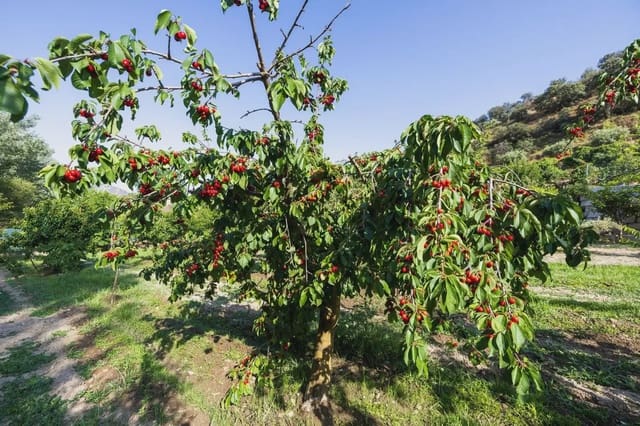 Grunde uden byggetilladelser til salg i Pinos Genil - € 138.000 (Ref: 9837273)