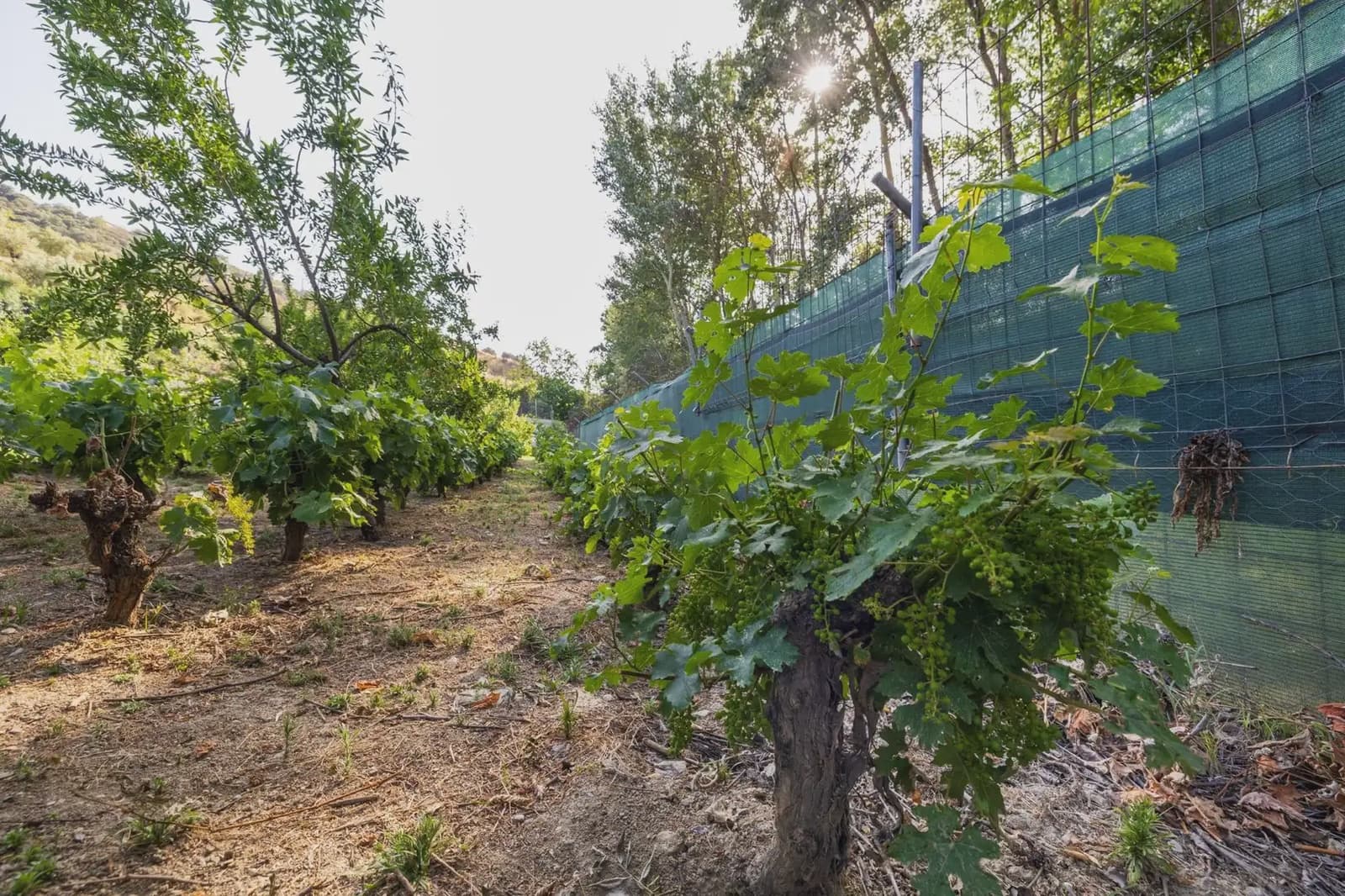 Grunde uden byggetilladelser til salg i Pinos Genil - € 138.000 (Ref: 9837273)