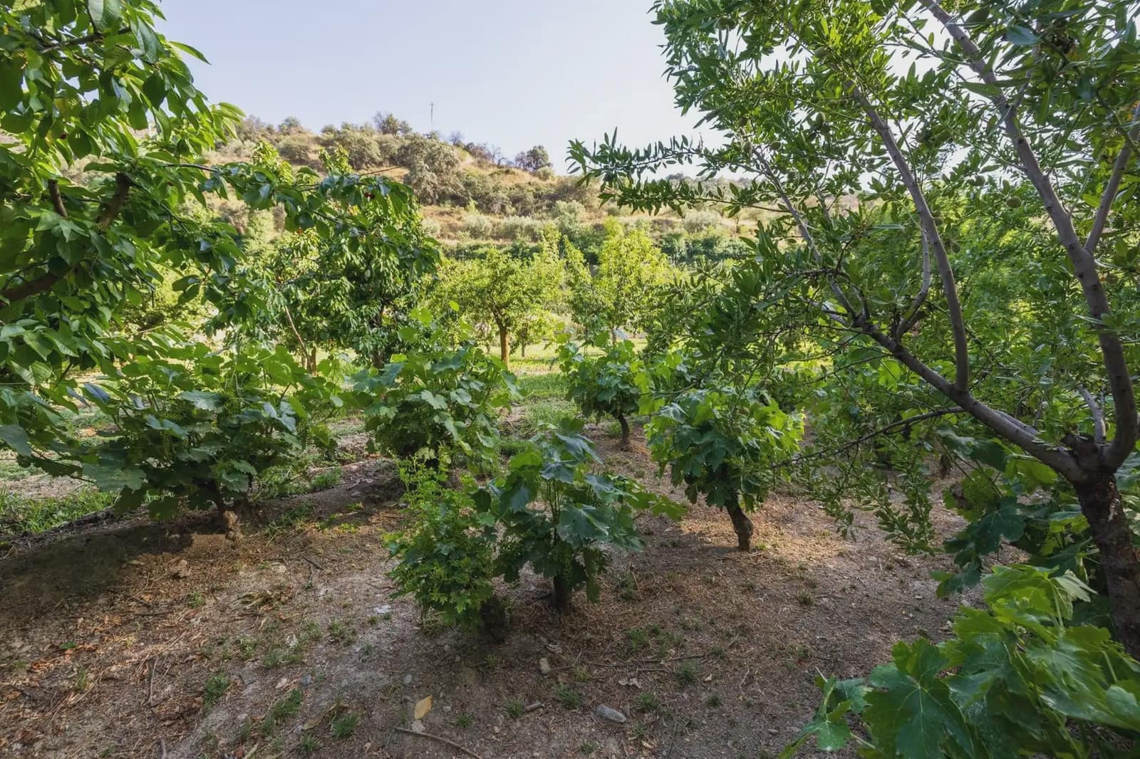 Grunde uden byggetilladelser til salg i Pinos Genil - € 138.000 (Ref: 9837273)
