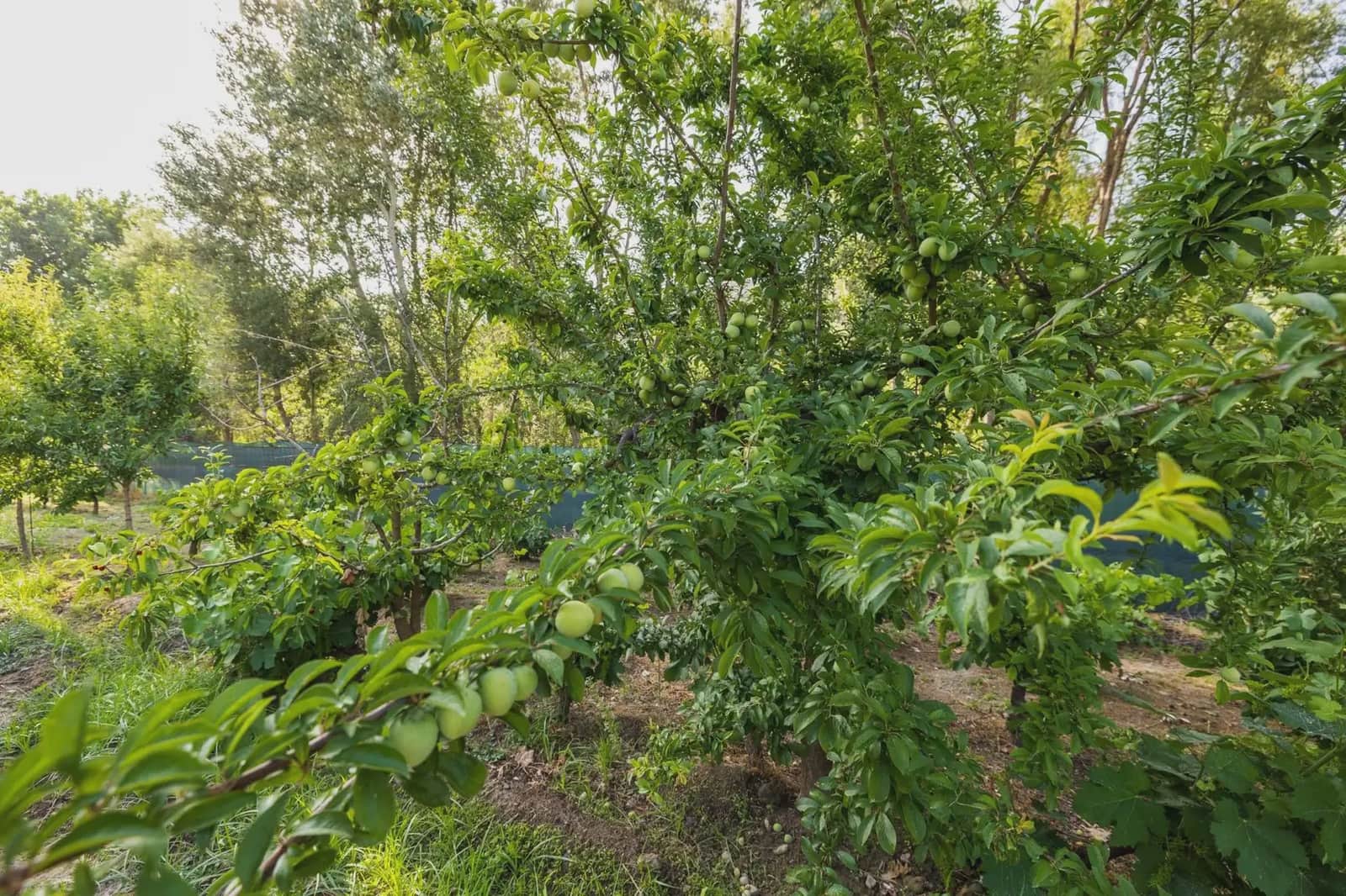 Grunde uden byggetilladelser til salg i Pinos Genil - € 138.000 (Ref: 9837273)