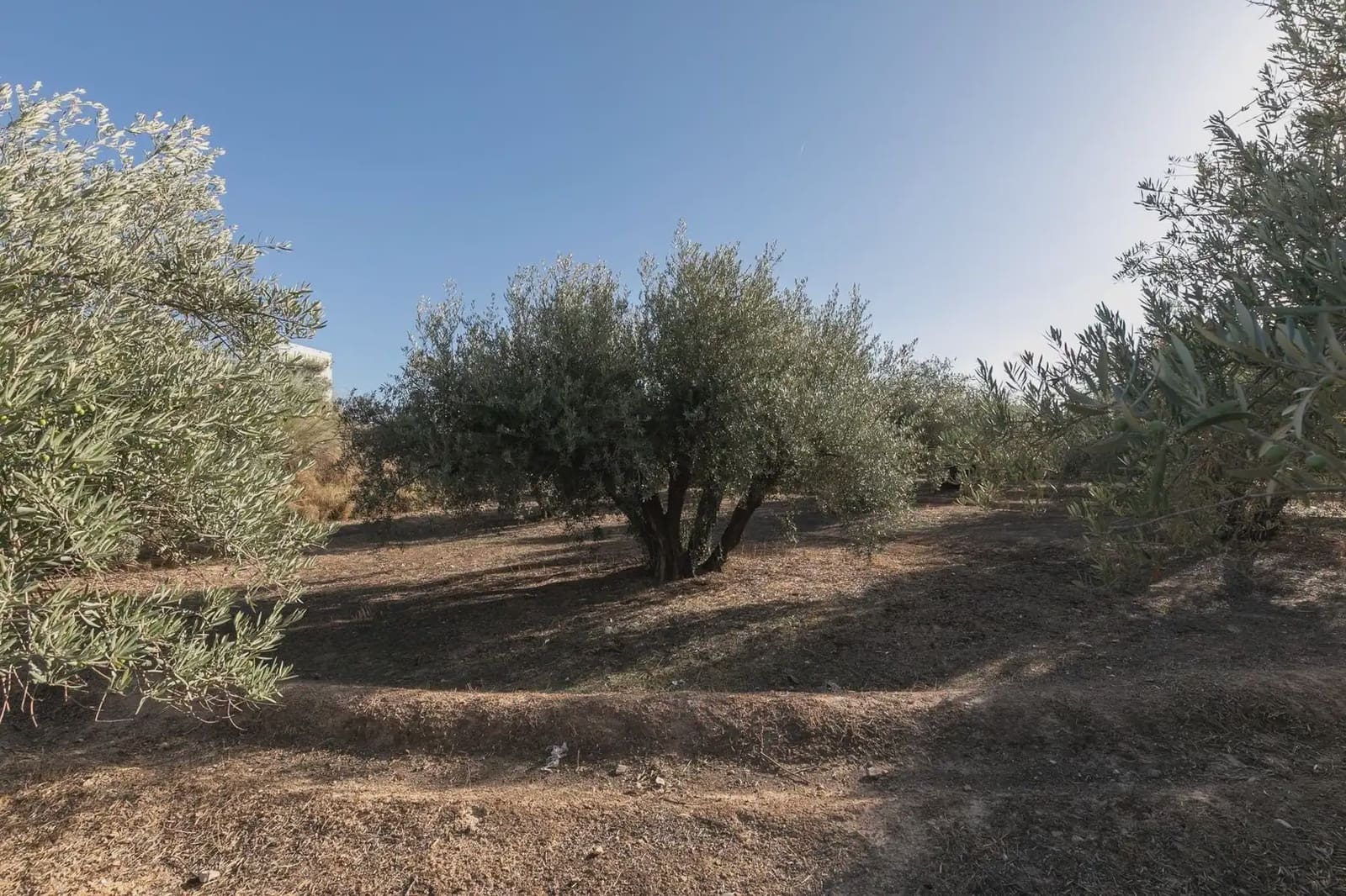 Solar/Parcela en Albolote en venta - 1.800.000 € (Ref: 9837292)