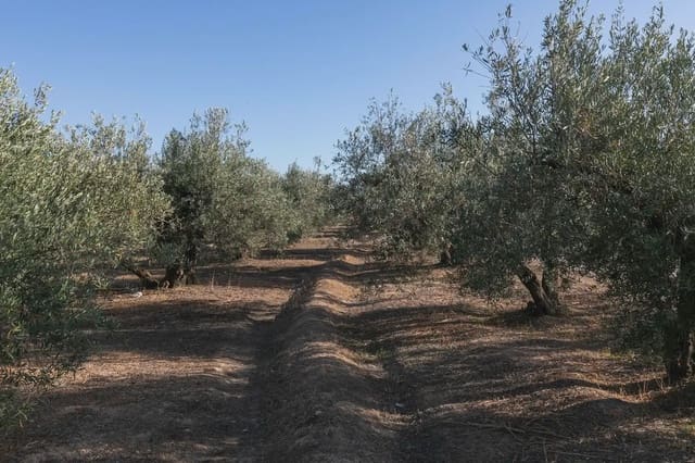Solar/Parcela en Albolote en venta - 1.800.000 € (Ref: 9837292)