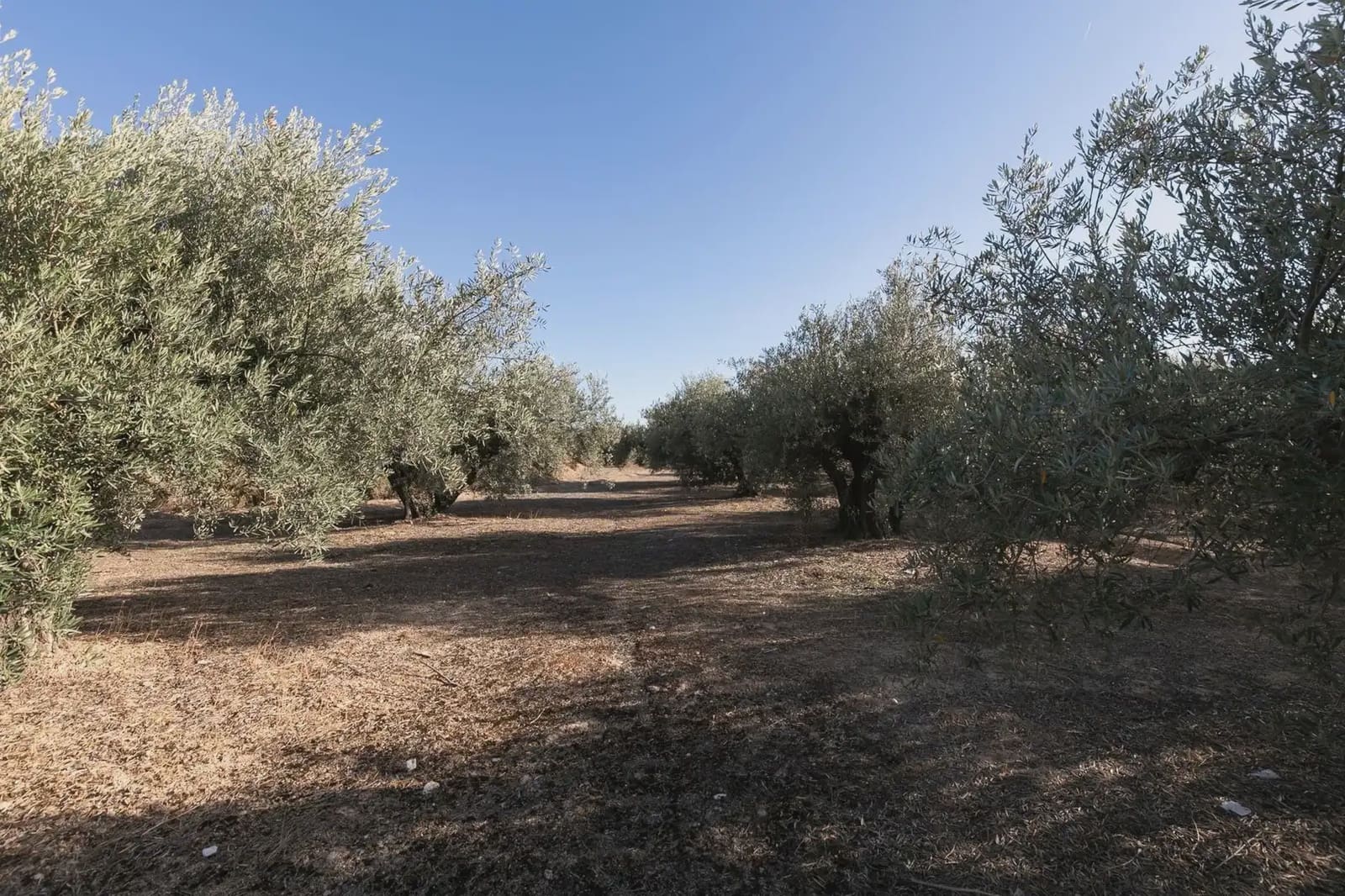 Solar/Parcela en Albolote en venta - 1.800.000 € (Ref: 9837292)