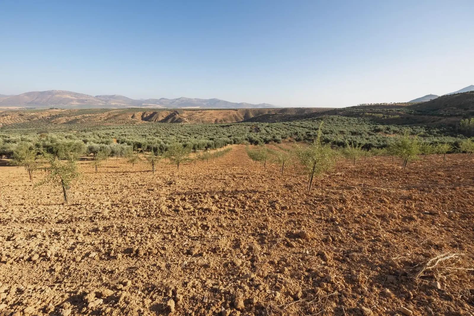 Grunde uden byggetilladelser til salg i Cogollos Vega - € 29.000 (Ref: 9837326)
