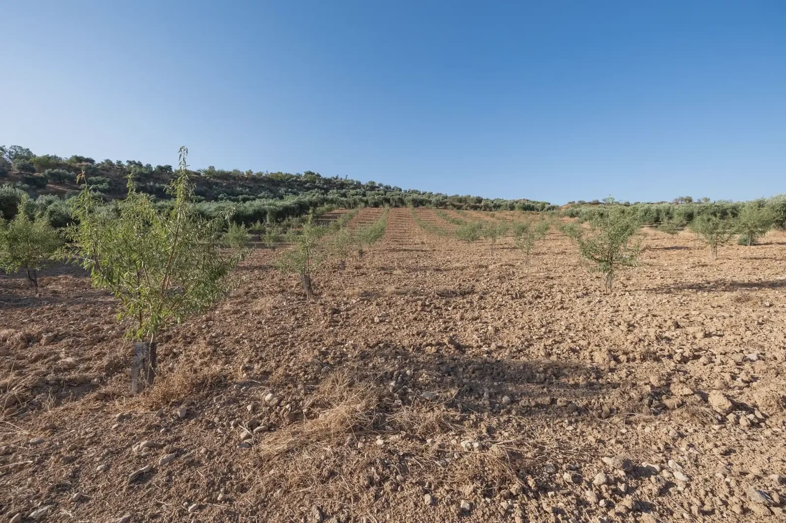 Grunde uden byggetilladelser til salg i Cogollos Vega - € 29.000 (Ref: 9837326)