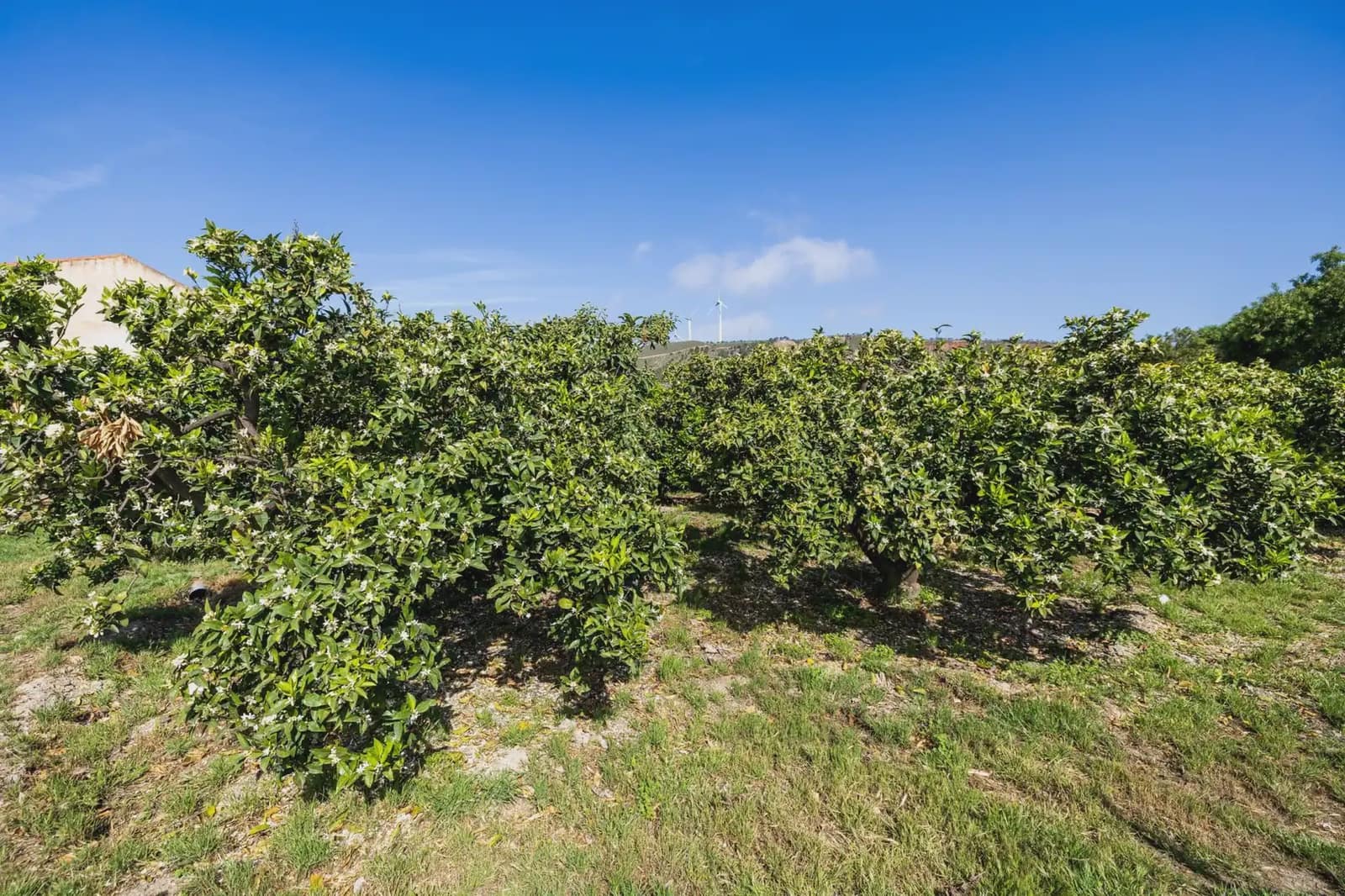 Grunde uden byggetilladelser til salg i Lecrin - € 250.000 (Ref: 9837429)