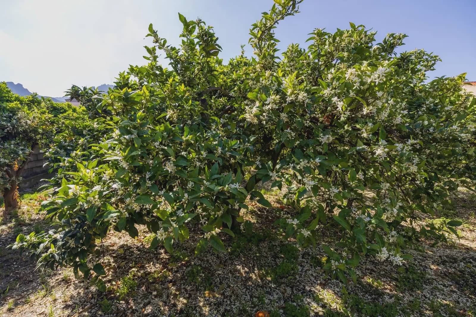 Grunde uden byggetilladelser til salg i Lecrin - € 250.000 (Ref: 9837429)