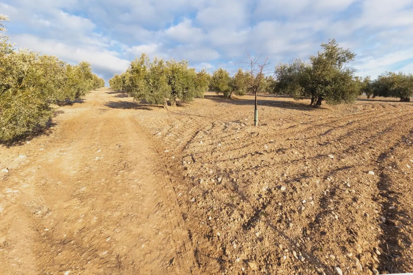 4 bedroom Finca/Country House for sale in Pinar with garage - € 299,000 (Ref: 9860374)