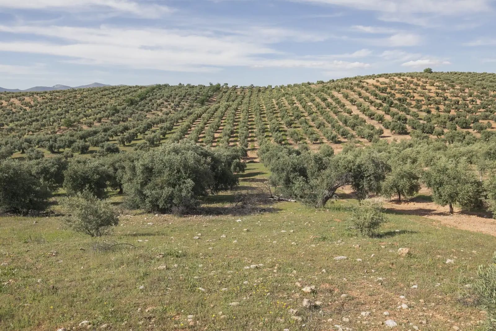 Undeveloped Land for sale in Guevejar - € 20,000 (Ref: 9867241)