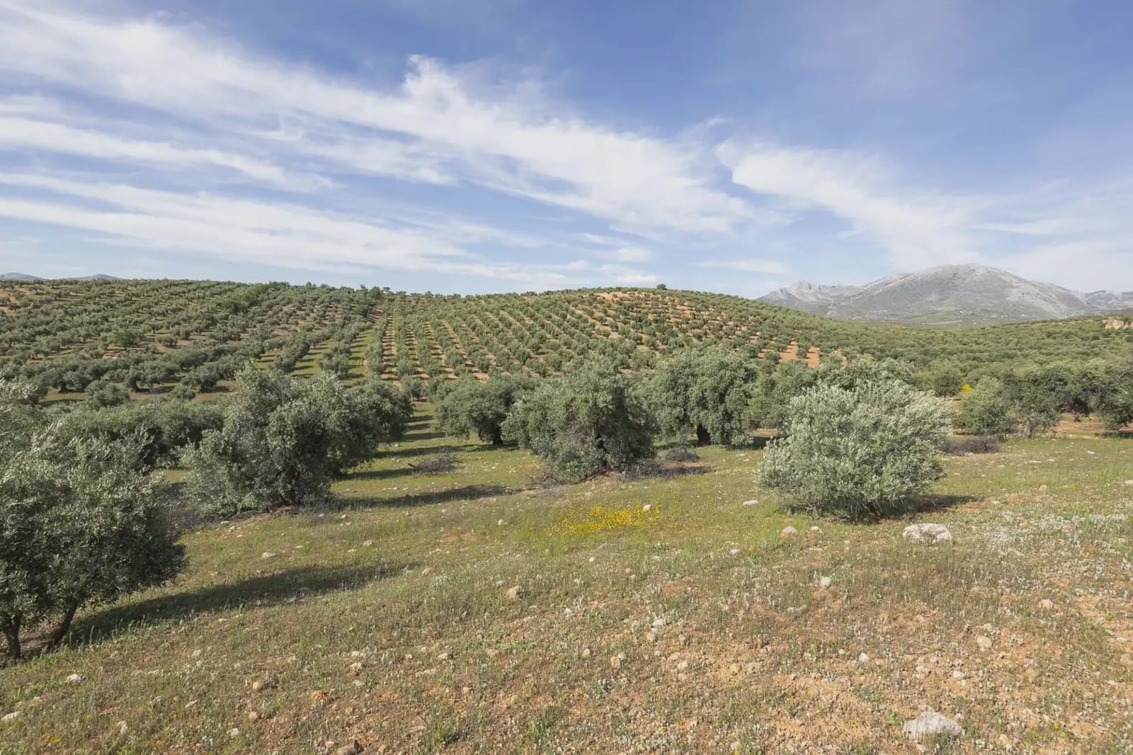 Undeveloped Land for sale in Guevejar - € 20,000 (Ref: 9867241)