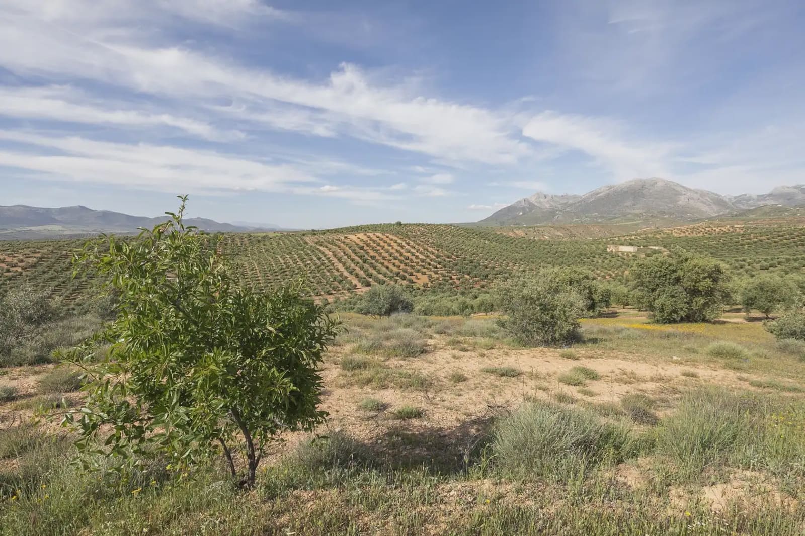Undeveloped Land for sale in Guevejar - € 20,000 (Ref: 9867241)