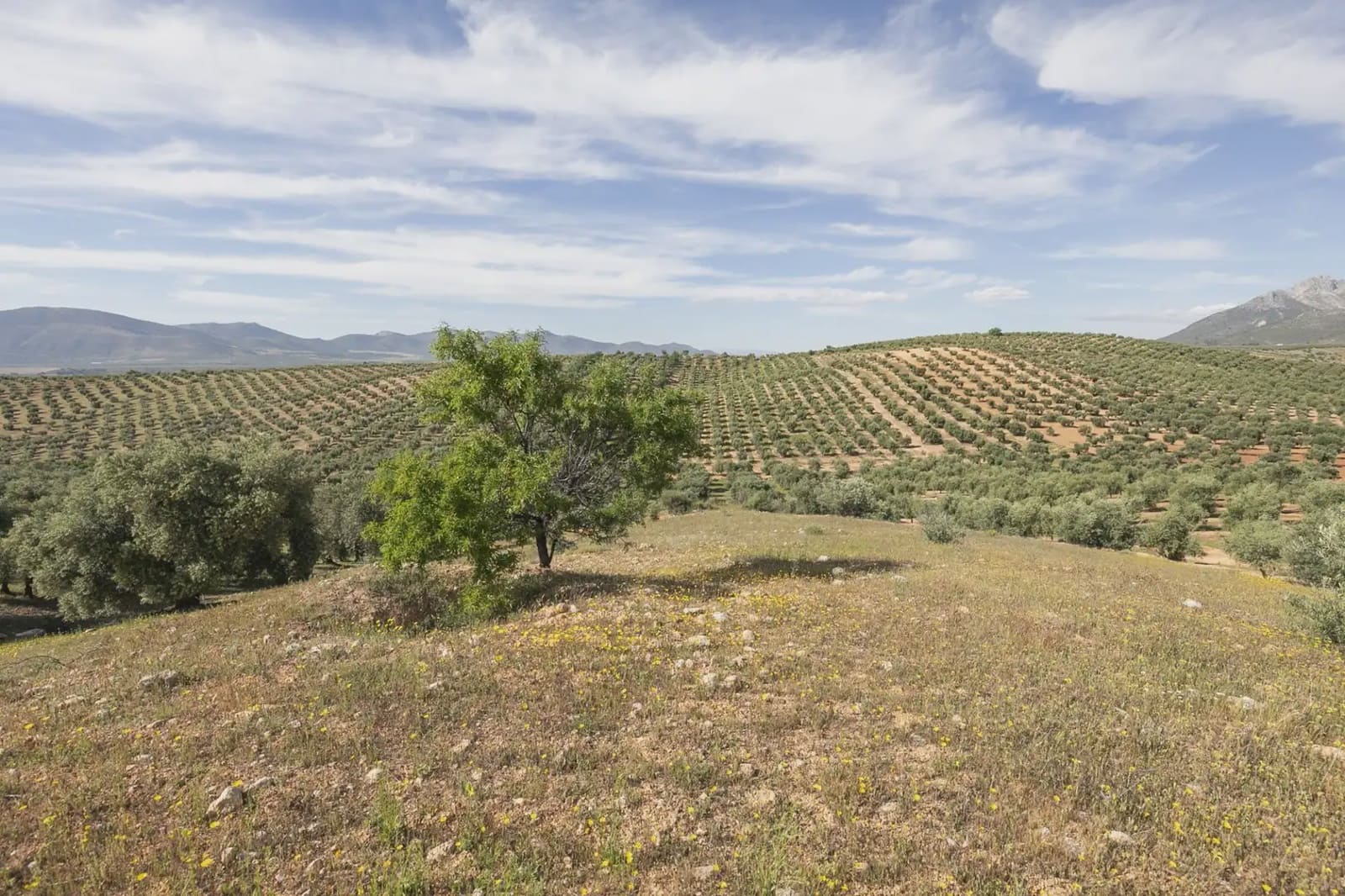 Undeveloped Land for sale in Guevejar - € 20,000 (Ref: 9867241)