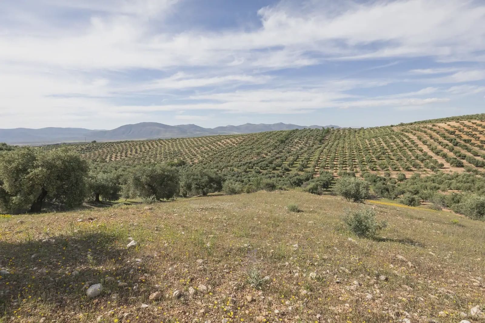 Undeveloped Land for sale in Guevejar - € 20,000 (Ref: 9867241)