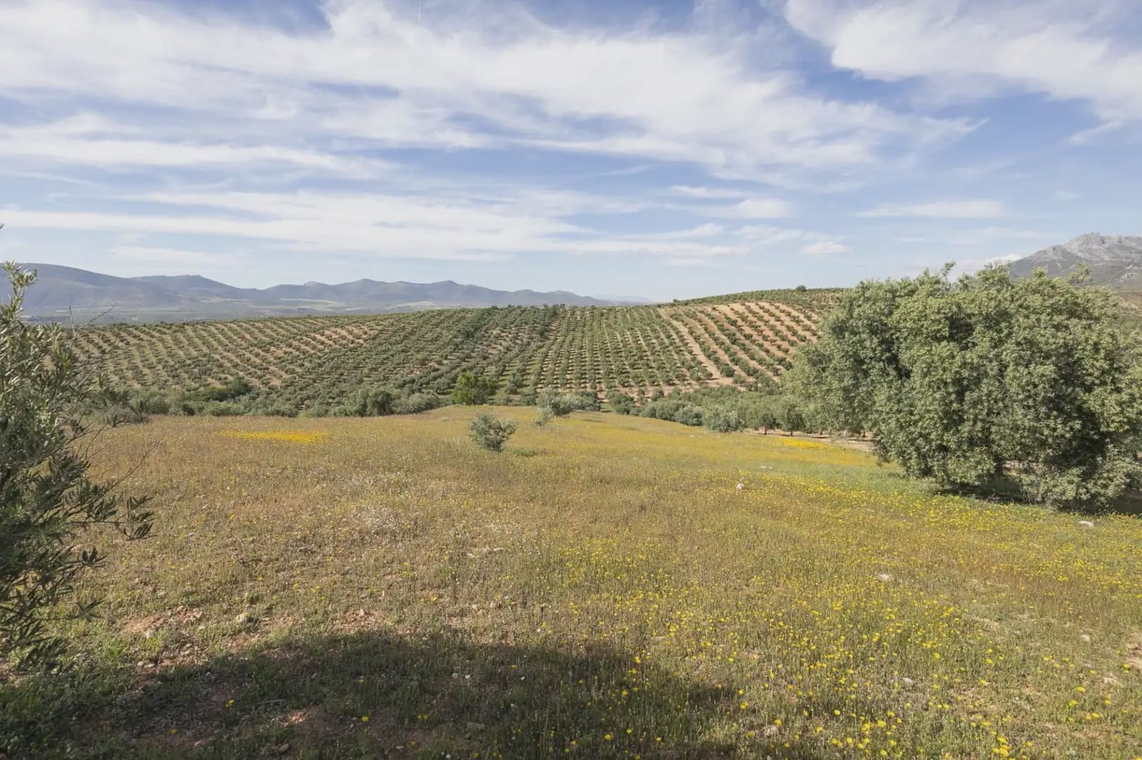 Undeveloped Land for sale in Guevejar - € 20,000 (Ref: 9867241)