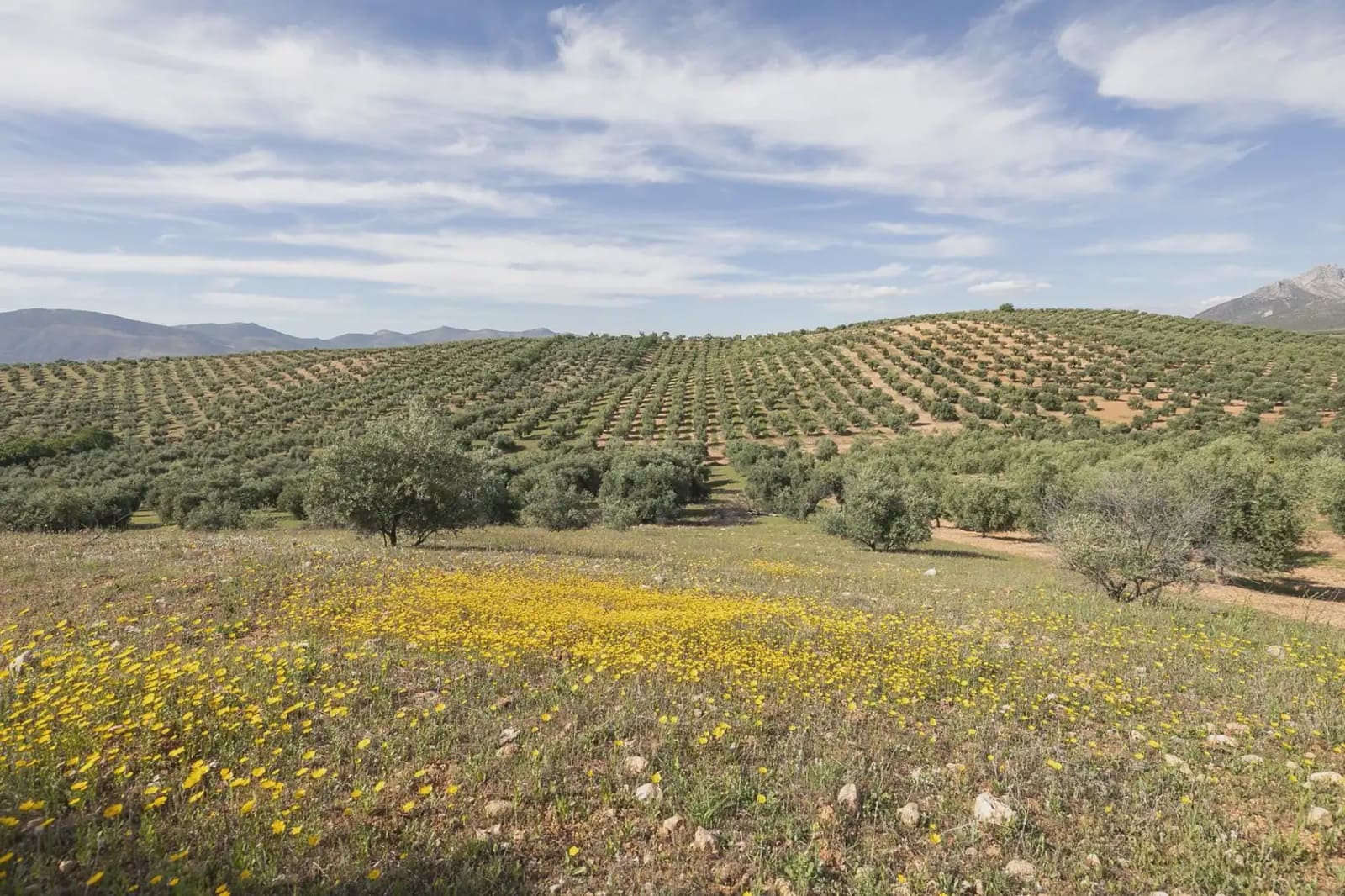 Undeveloped Land for sale in Guevejar - € 20,000 (Ref: 9867241)