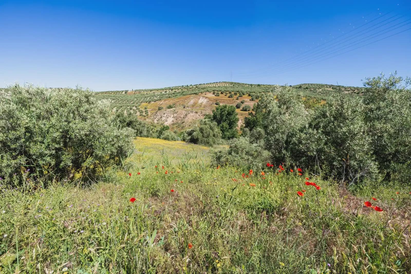 Finca/Herregård til salgs i Alfacar - € 35 000 (Ref: 9871999)