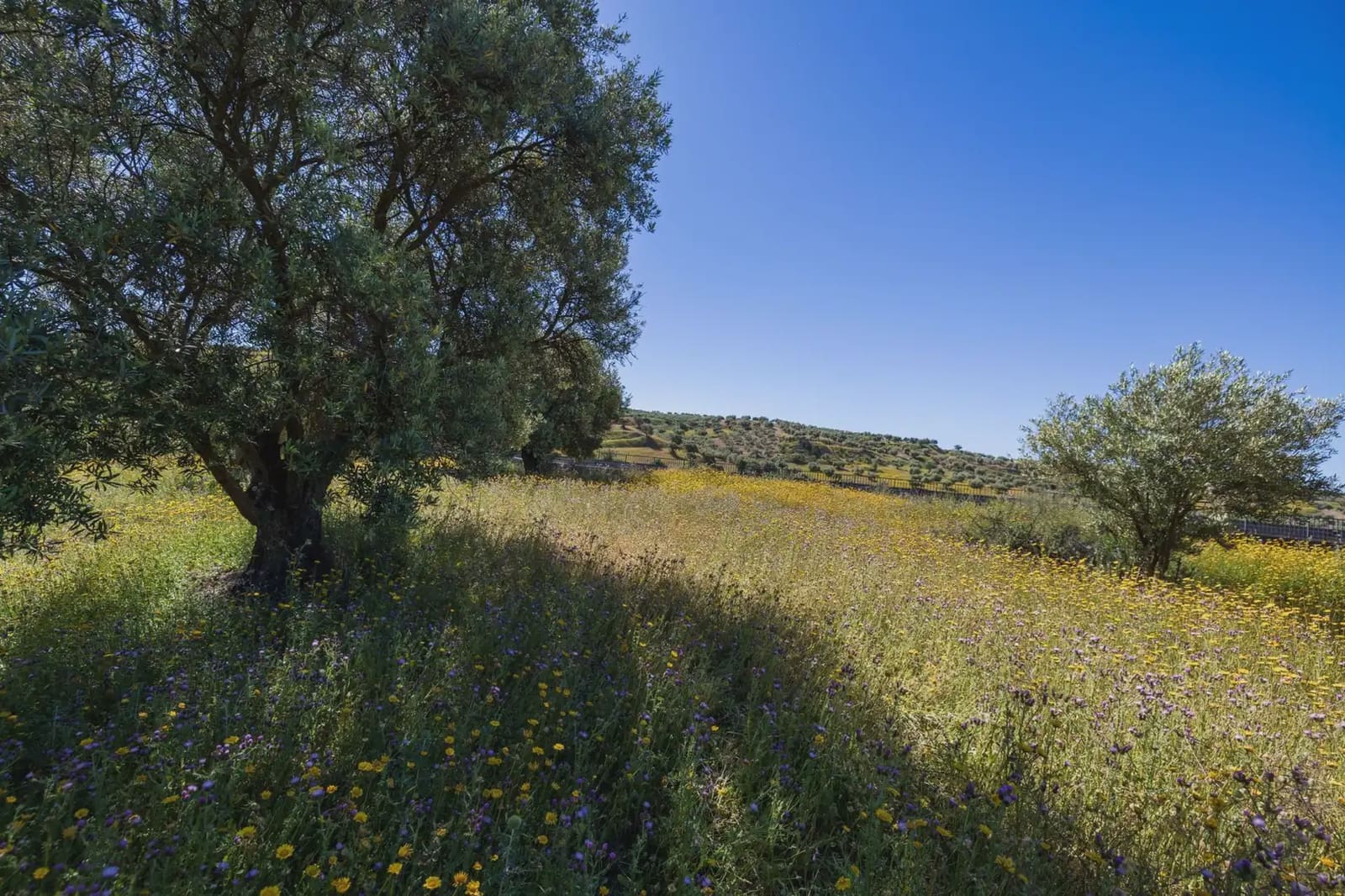 Finca/Herregård til salgs i Alfacar - € 35 000 (Ref: 9871999)