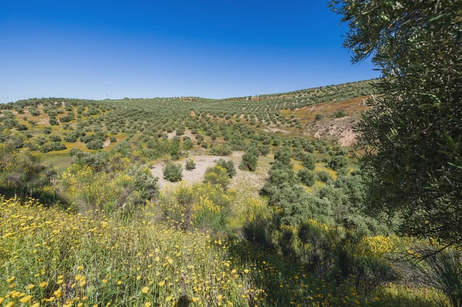 Finca/Herregård til salgs i Alfacar - € 35 000 (Ref: 9871999)