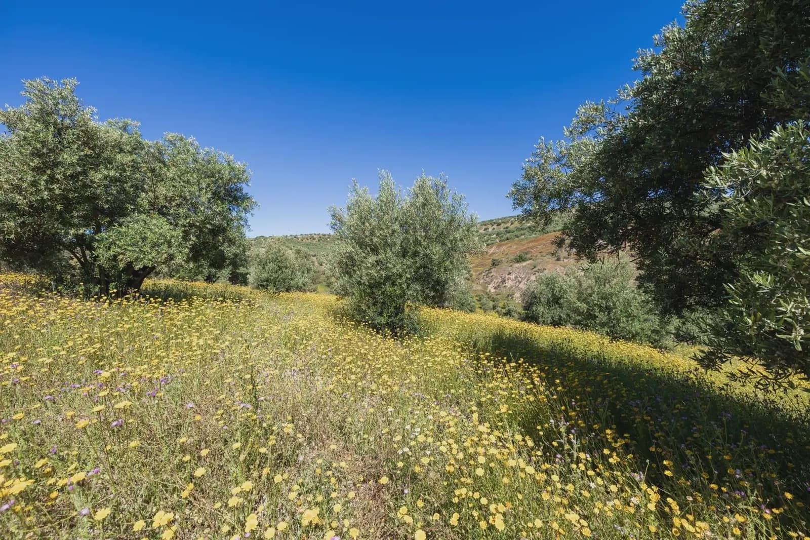 Finca/Herregård til salgs i Alfacar - € 35 000 (Ref: 9871999)