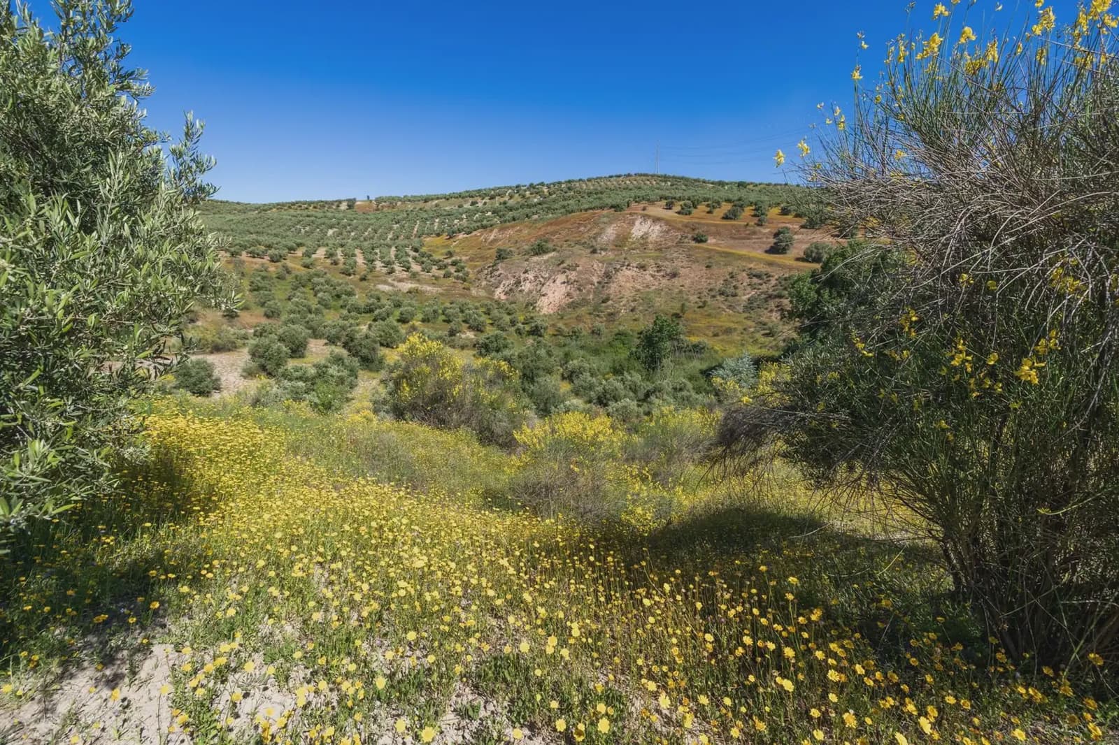 Finca/Herregård til salgs i Alfacar - € 35 000 (Ref: 9871999)