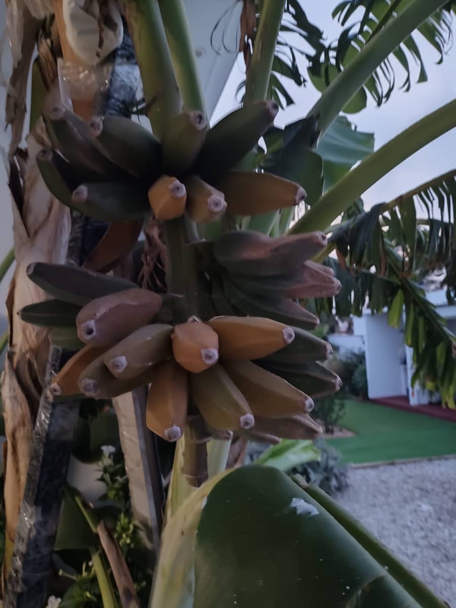 6 slaapkamer Villa te koop in Chiclana de la Frontera - € 749.900 (Ref: 9740164)