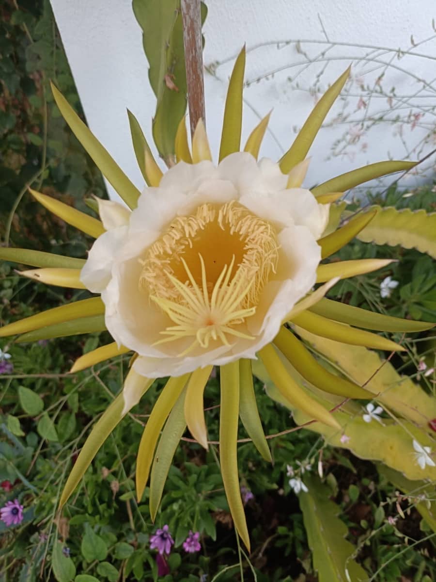 6 slaapkamer Villa te koop in Chiclana de la Frontera - € 749.900 (Ref: 9740164)