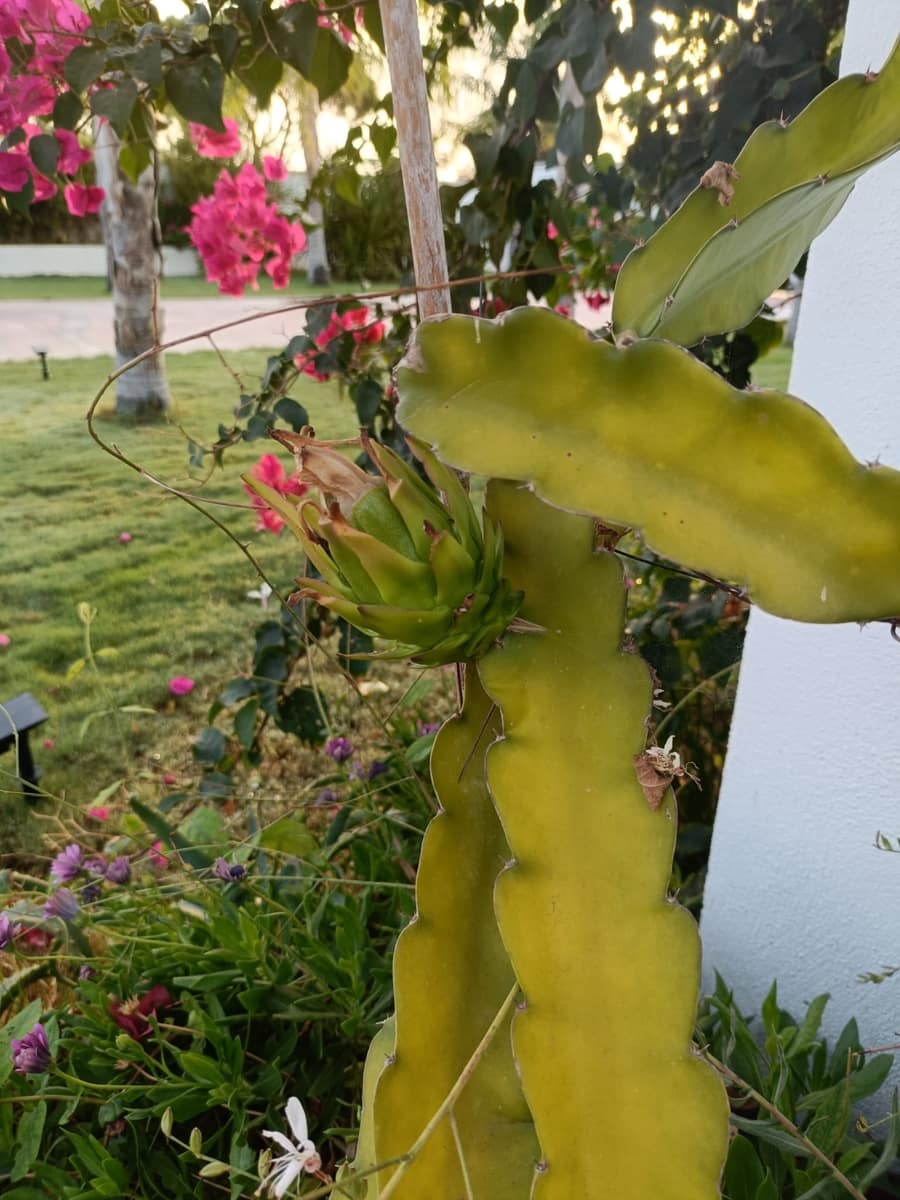 6 slaapkamer Villa te koop in Chiclana de la Frontera - € 749.900 (Ref: 9740164)