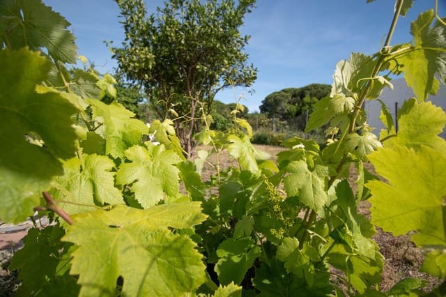 4 sovrum Finca/Hus på landet till salu i Chiclana de la Frontera - 249 900 € (Ref: 9911891)