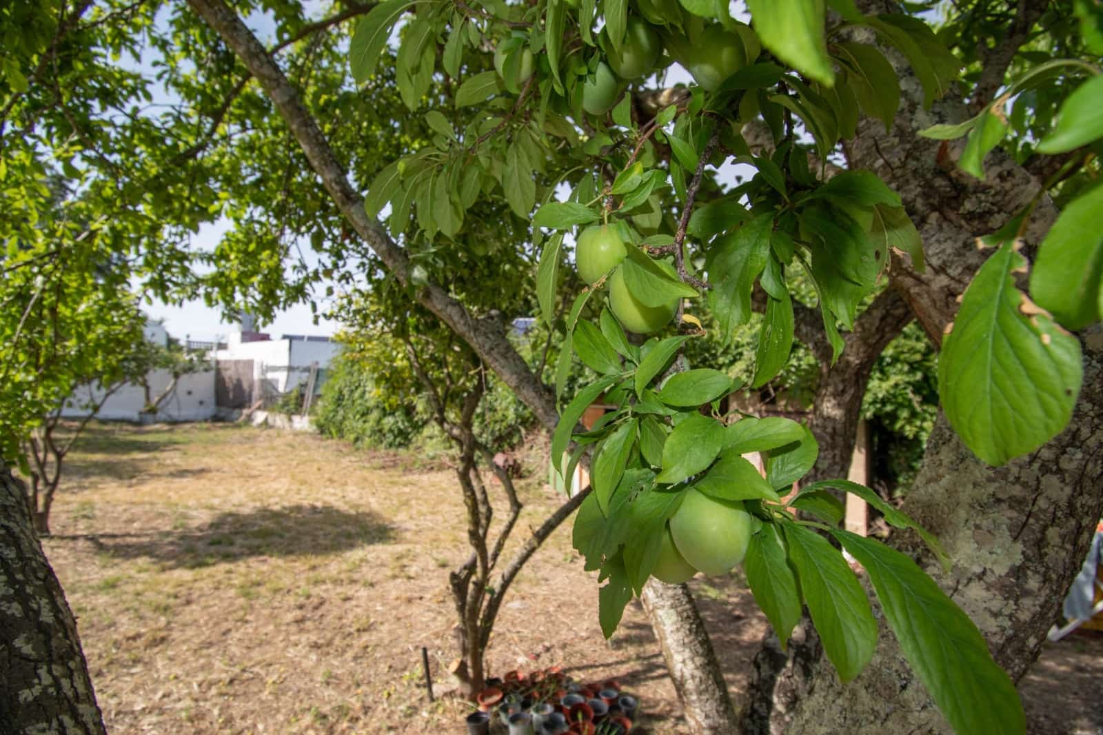 4 sovrum Finca/Hus på landet till salu i Chiclana de la Frontera - 249 900 € (Ref: 9911891)