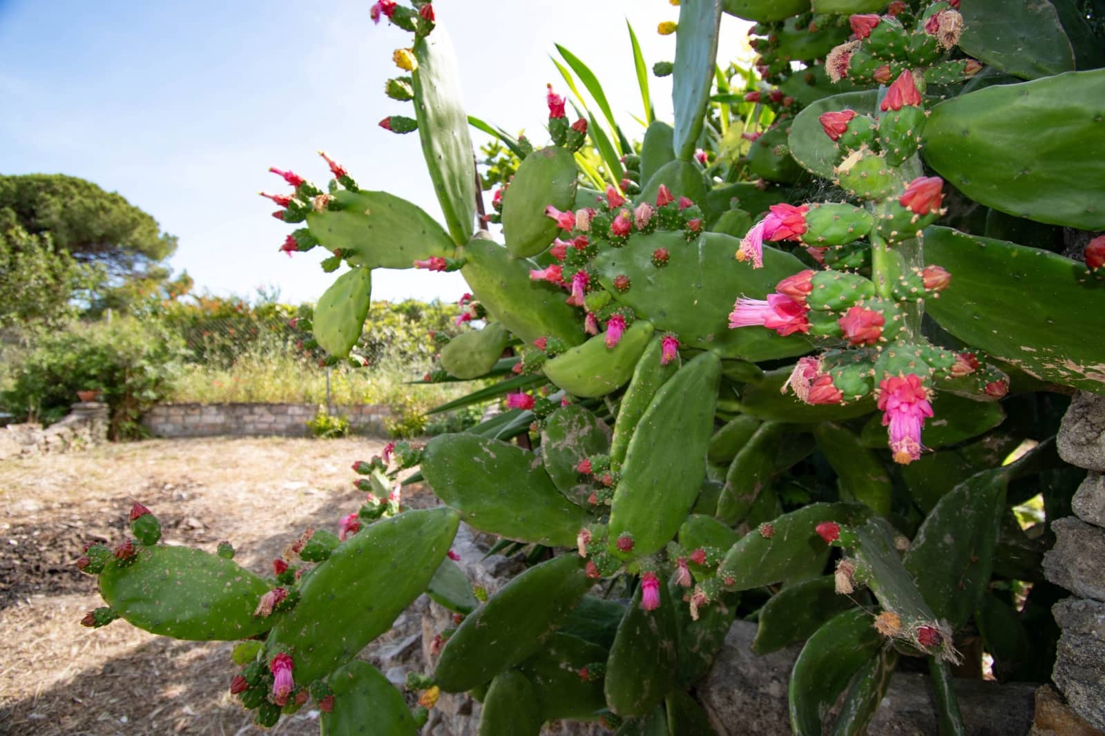 4 sovrum Finca/Hus på landet till salu i Chiclana de la Frontera - 249 900 € (Ref: 9911891)