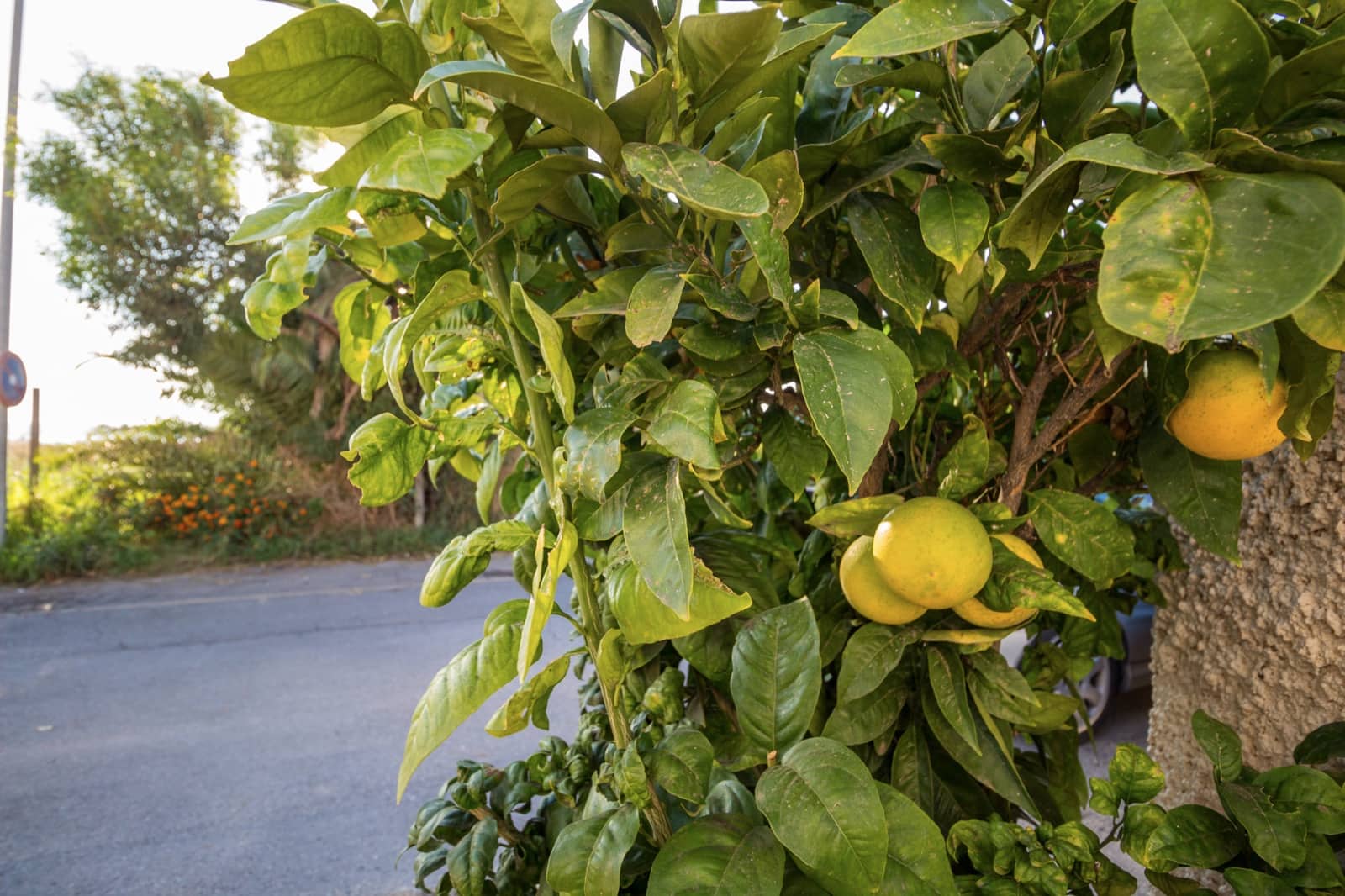 1 slaapkamer Bungalow te koop in Torrevieja - € 149.000 (Ref: 9402680)