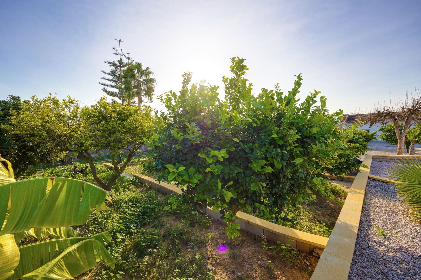 3 Zimmer Villa zu verkaufen in Los Montesinos mit Pool - 329.900 € (Ref: 9653037)