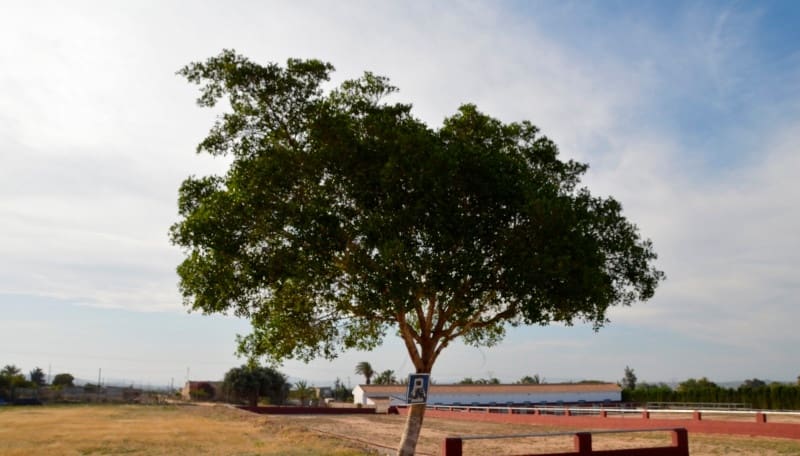 Finca/Casa di Campagna in vendita in San Miguel de Salinas - 430.000 € (Rif: 9678209)