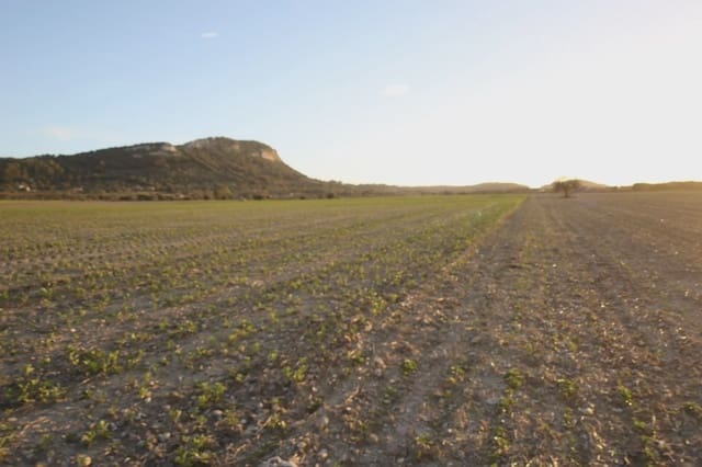 Landgrundstück zu verkaufen in Sineu - 235.000 € (Ref: 3472563)