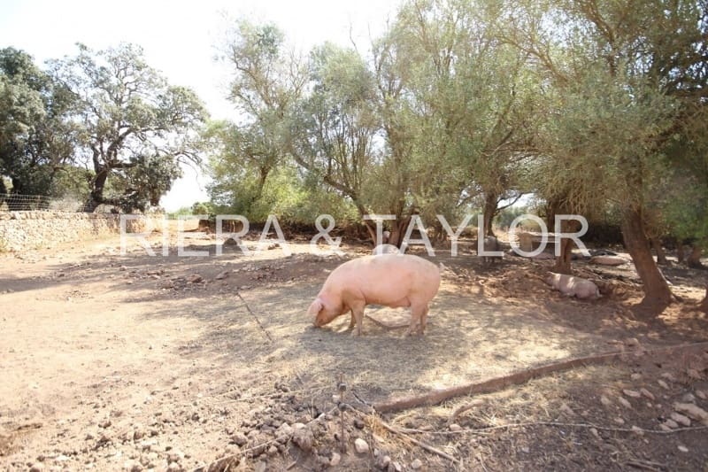 Finca/Country House for sale in Vilafranca de Bonany - € 2,300,000 (Ref: 3622150)