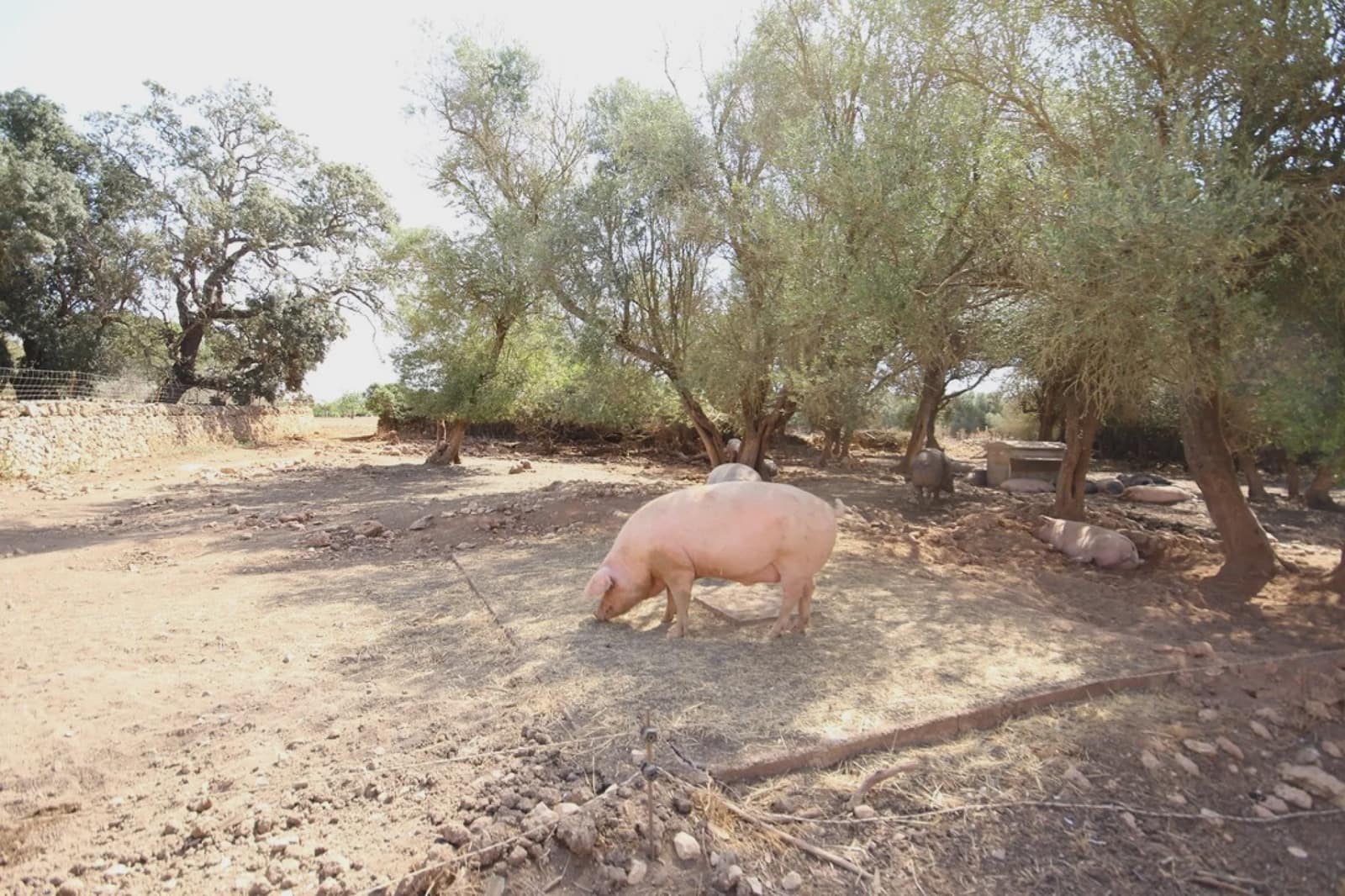 Finca/Country House for sale in Vilafranca de Bonany - € 2,300,000 (Ref: 3622150)