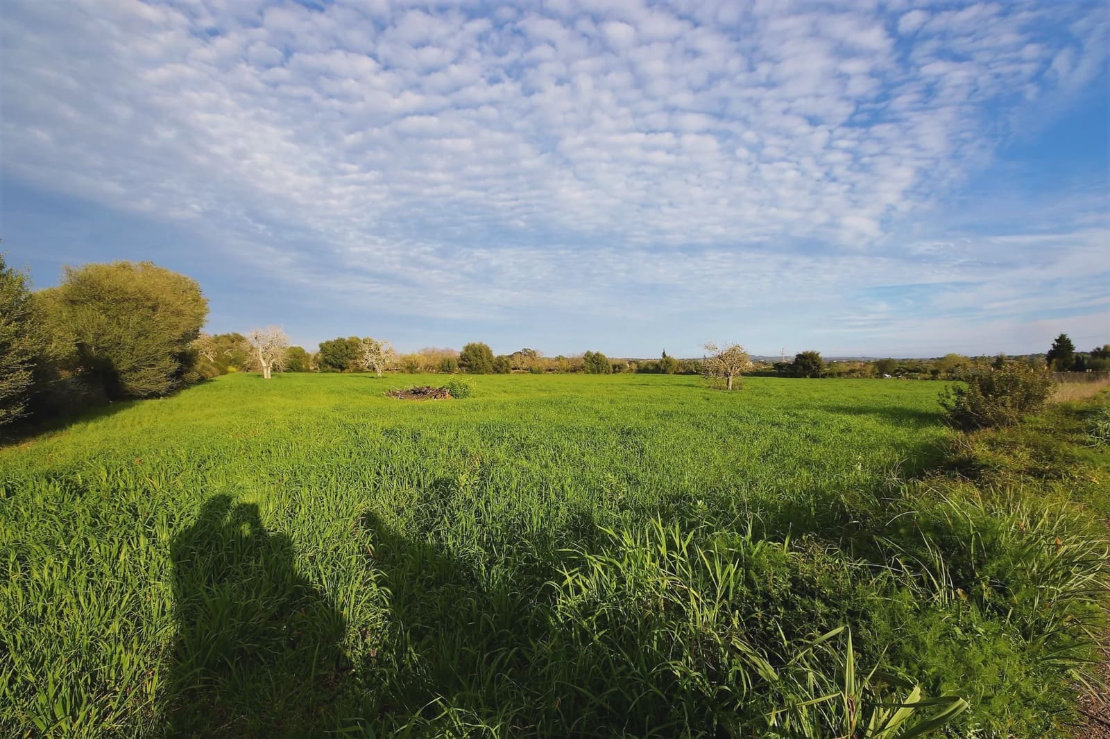 Undeveloped Land for sale in Manacor - € 139,438 (Ref: 3952629)