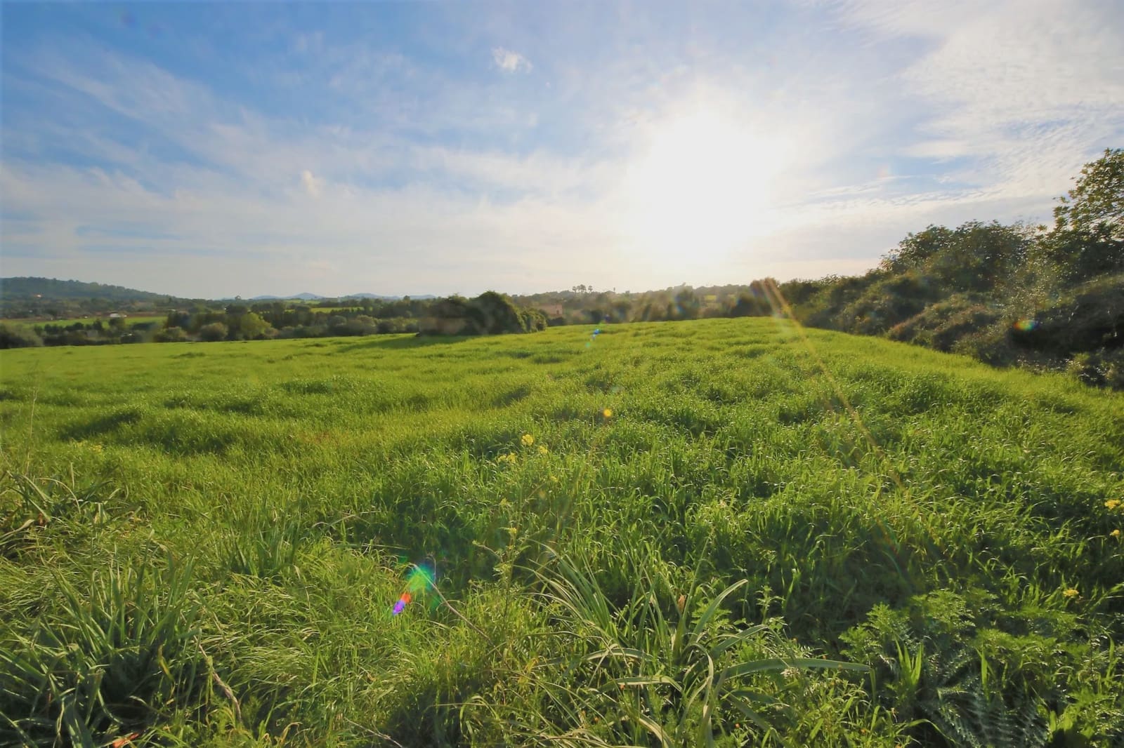 Undeveloped Land for sale in Manacor - € 139,438 (Ref: 3952629)