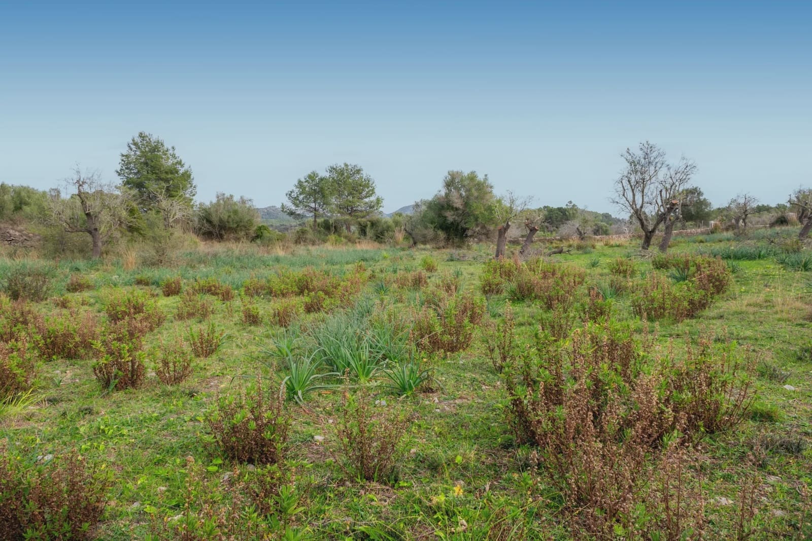 2 slaapkamer Finca/Landhuis te koop in Arta - € 525.000 (Ref: 5488805)