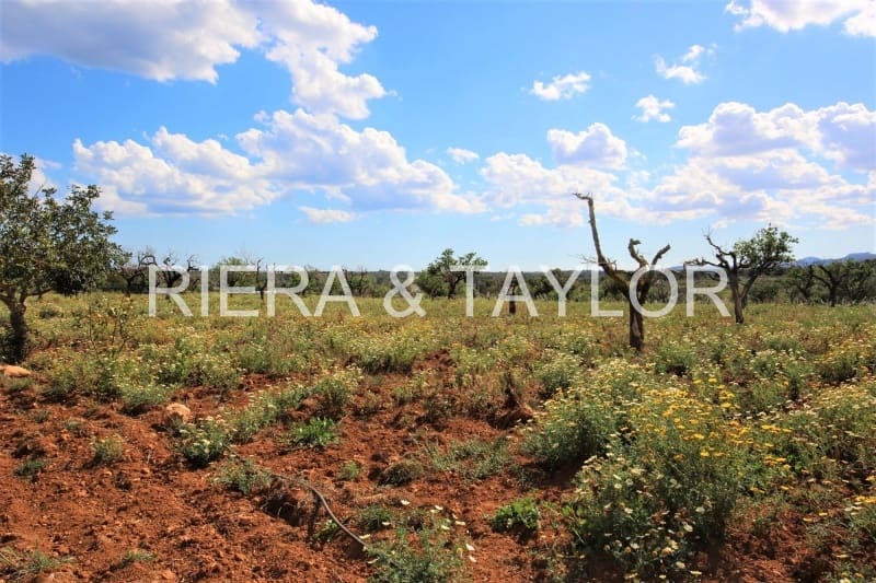 Terreno Non Edificato in vendita in Portocristo / Port de Manacor - 97.000 € (Rif: 5488808)