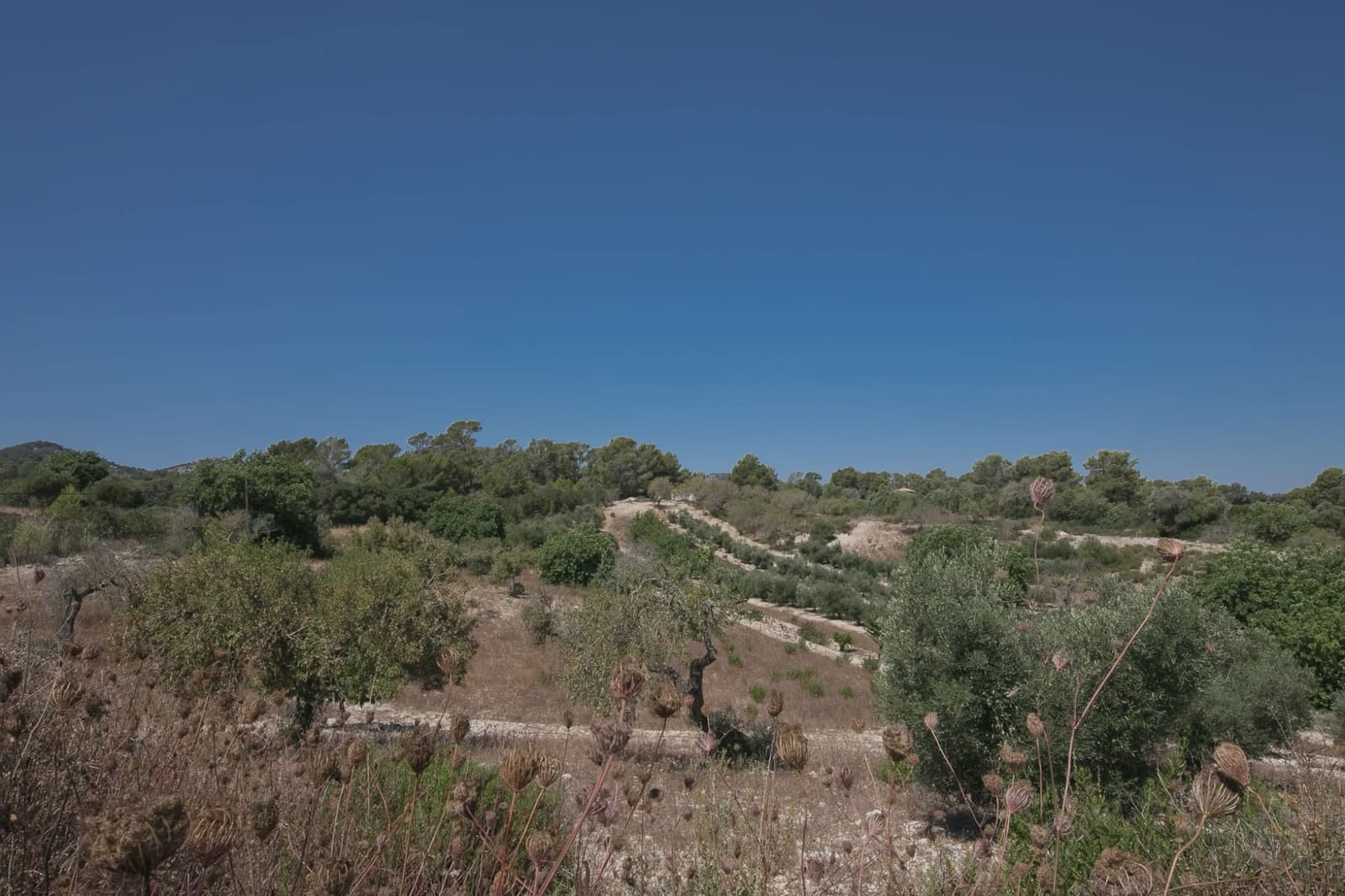 Undeveloped Land for sale in Manacor - € 450,000 (Ref: 5493346)
