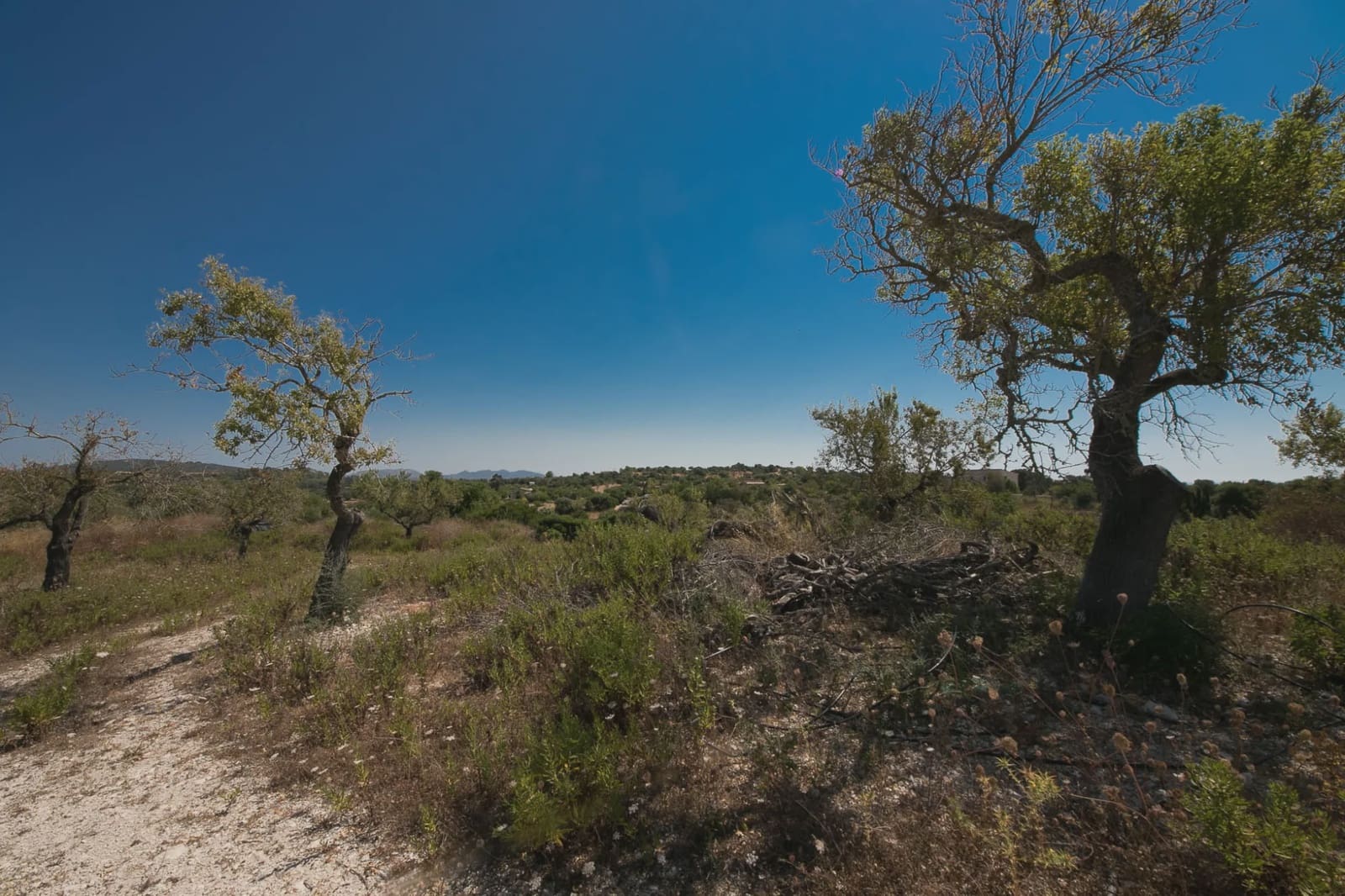 Undeveloped Land for sale in Manacor - € 450,000 (Ref: 5493346)