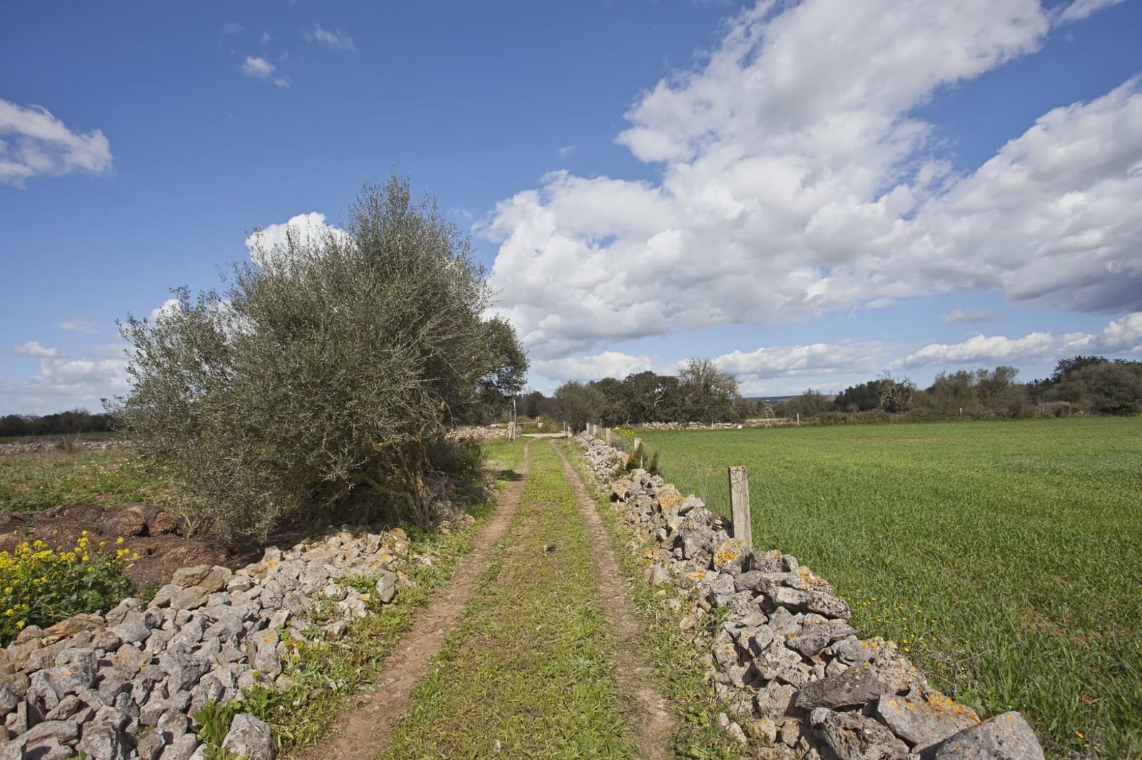 Undeveloped Land for sale in Manacor - € 395,000 (Ref: 5584060)