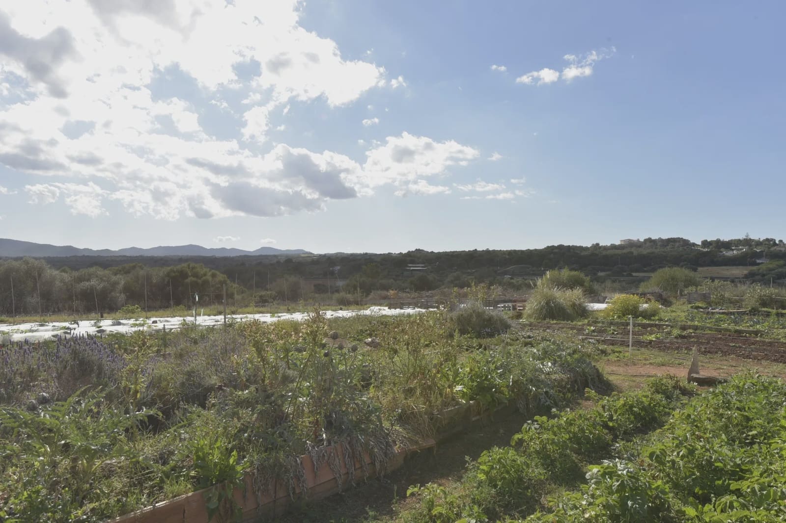 Finca/Casa di Campagna in vendita in Portocristo / Port de Manacor - 399.900 € (Rif: 5922527)