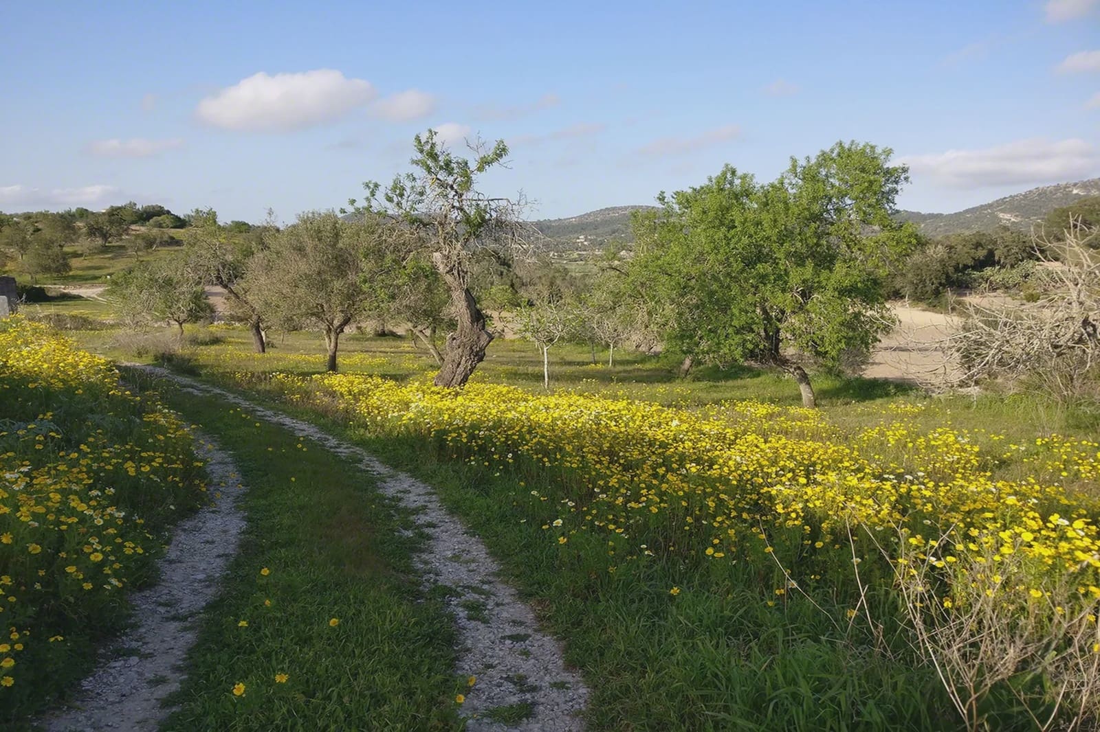 5 bedroom Finca/Country House for sale in Son Macia - € 2,180,000 (Ref: 5985575)